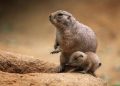 10 Surreal Cities Inhabited by Animals