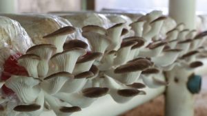 10 Mind-Boggling Attempts to Grow Food in Space
